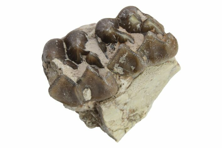 Fossil Horse (Mesohippus) Jaw Section - South Dakota #223406